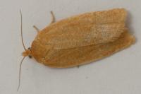 Aphelia viburnana