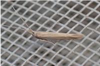 Coleophora therinella