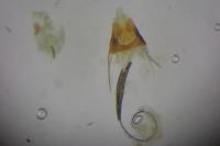 Coleophora therinella