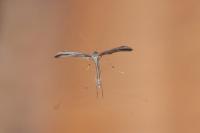 Emmelina monodactyla