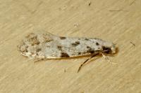 Nemapogon inconditellus