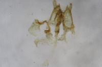 Nemapogon inconditellus