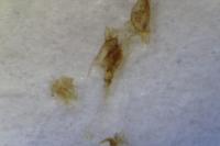 Nemapogon inconditellus