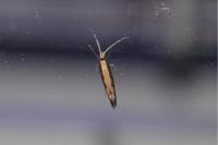 Plutella xylostella