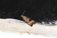 Notocelia uddmanniana