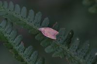 Carcina quercana