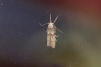 Blastobasis
