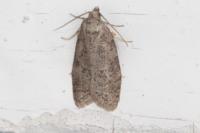 Cnephasia