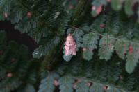 Clepsis consimilana