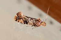Acrolepia autumnitella