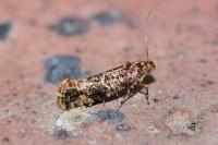Acrolepia autumnitella