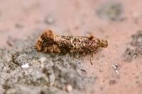 Acrolepia autumnitella