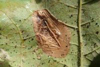 Phyllonorycter platani