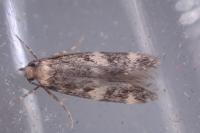 Oegoconia novimundi