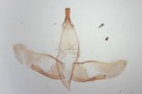 Oegoconia novimundi