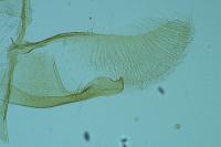 Oegoconia novimundi