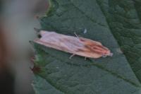Eucosma gr. cana