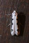 Ethmia bipunctella
