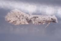 Nemapogon inconditellus
