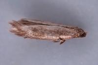 Fomoria septembrella