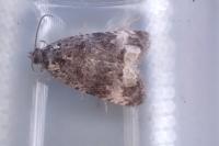 Endothenia marginana