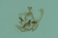 Endothenia marginana