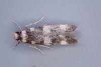 Oegoconia uralskella uralskella
