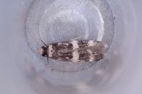 Oegoconia uralskella uralskella