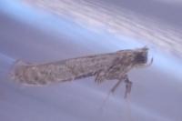 Parornix carpinella