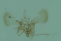 Parornix carpinella
