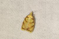 Acleris bergmanniana
