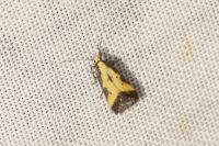 Brachmia dimidiella