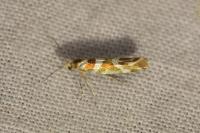 Argyresthia goedartella