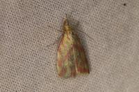 Hypercallia citrinalis