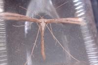 Emmelina monodactyla