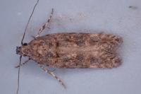 Teleiopsis diffinis