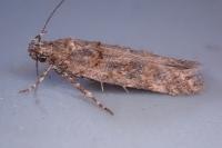 Teleiopsis diffinis