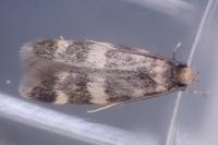 Oegoconia uralskella uralskella