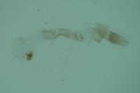 Oegoconia uralskella uralskella