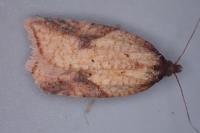 Acleris aspersana