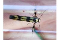 Stathmopoda pedella