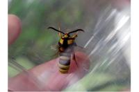 Sesia apiformis