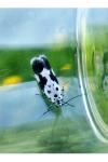 Ethmia quadrillella