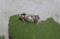 Cossus cossus