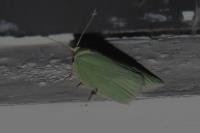 Tortrix viridana