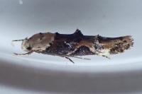Mompha propinquella
