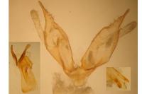 Mompha propinquella
