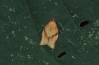 Clepsis consimilana