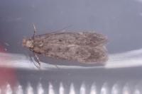 Bryotropha senectella