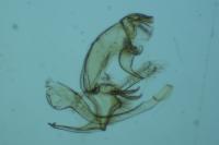 Bryotropha senectella